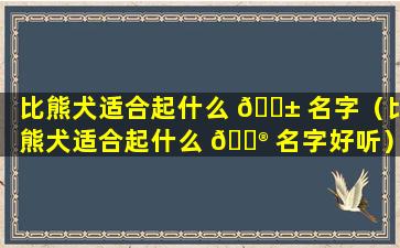 比熊犬适合起什么 🐱 名字（比熊犬适合起什么 💮 名字好听）